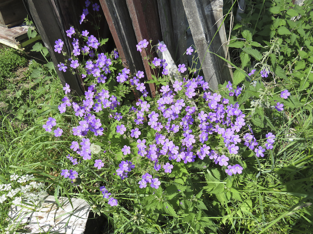midsommarblomster